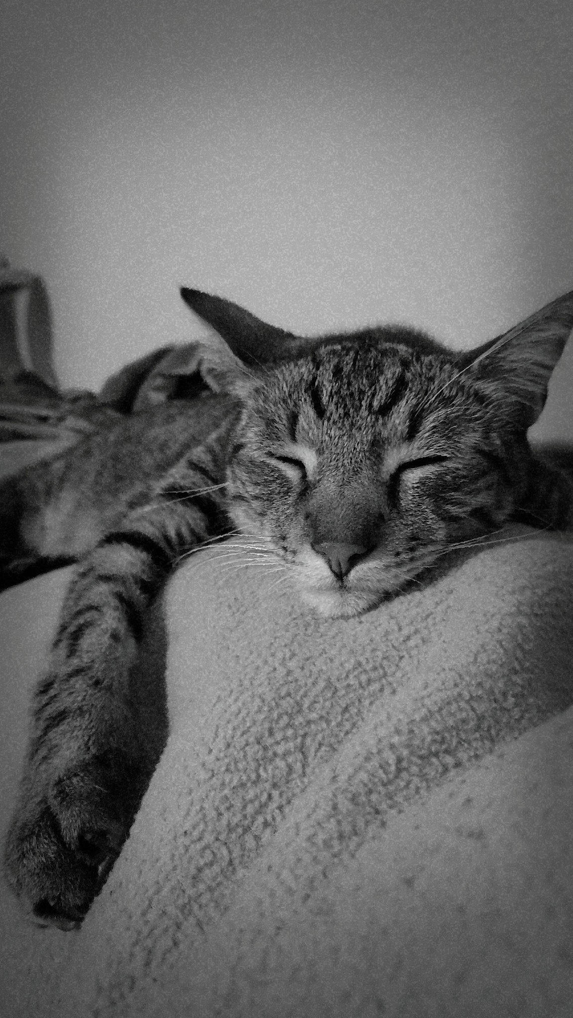 Little Boy joined the competition — help win amazing prizes! black_and_white, carnivore, cat, comfort, domestic_short_haired_cat, eye, felidae, fur, grey, monochrome, monochrome_photography, nap, paw, small_to_medium_sized_cats, snout, style, terrestrial_animal, tree, whiskers, window