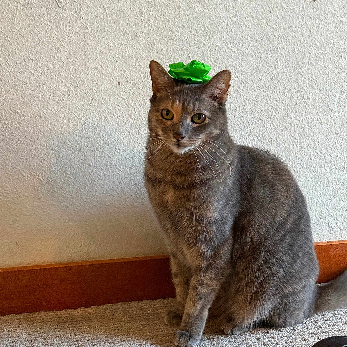 Princess is registered to the contest to win money with this photo: animal, bow, carpet, cat, cute, domestic_cat, ears, feline, gift_bow, gray_cat, green_bow, indoor, looking_at_camera, pet, sitting, tabby_cat, tail, wall, whiskers, wooden_baseboard