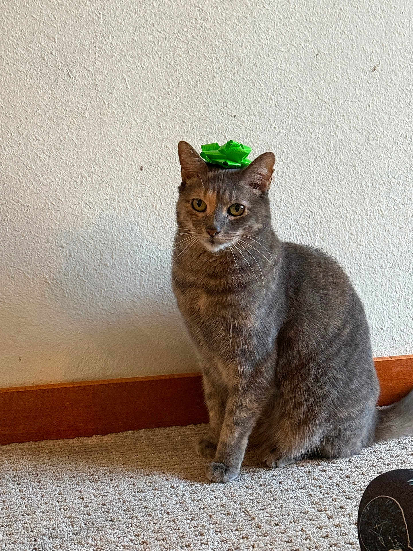 Princess is registered to the contest to win money with this photo: cat, gray_cat, tabby_cat, pet, indoor, carpet, bow, green_bow, gift_bow, wall, wooden_baseboard, sitting, feline, animal, cute, domestic_cat, looking_at_camera, whiskers, ears, tail