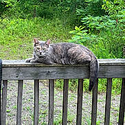 Princess is registered to the contest to win money with this photo: cat, gray_cat, tabby_cat, animal, pet, outdoor, wooden_railing, greenery, plants, foliage, nature, relaxed, resting, mammal, wildlife, quiet, daylight, wood, fence, tail
