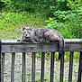 cat, gray_cat, tabby_cat, animal, pet, outdoor, wooden_railing, greenery, plants, foliage, nature, relaxed, resting, mammal, wildlife, quiet, daylight, wood, fence, tail