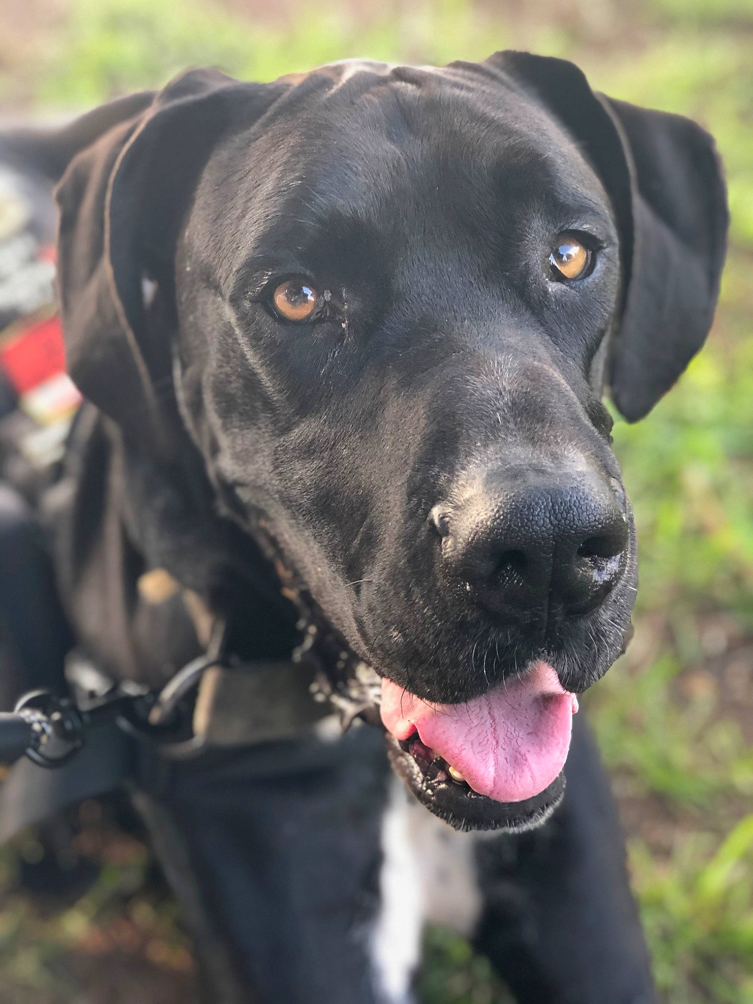 Legend joined the competition — help win amazing prizes! bandog, blue_lacy, borador, cane_corso, canidae, carnivore, dog, dog_breed, fawn, hunting_dog, labrador_retriever, mammal, patterdale_terrier, rare_breed_dog, snout, sporting_group, vertebrate, whiskers