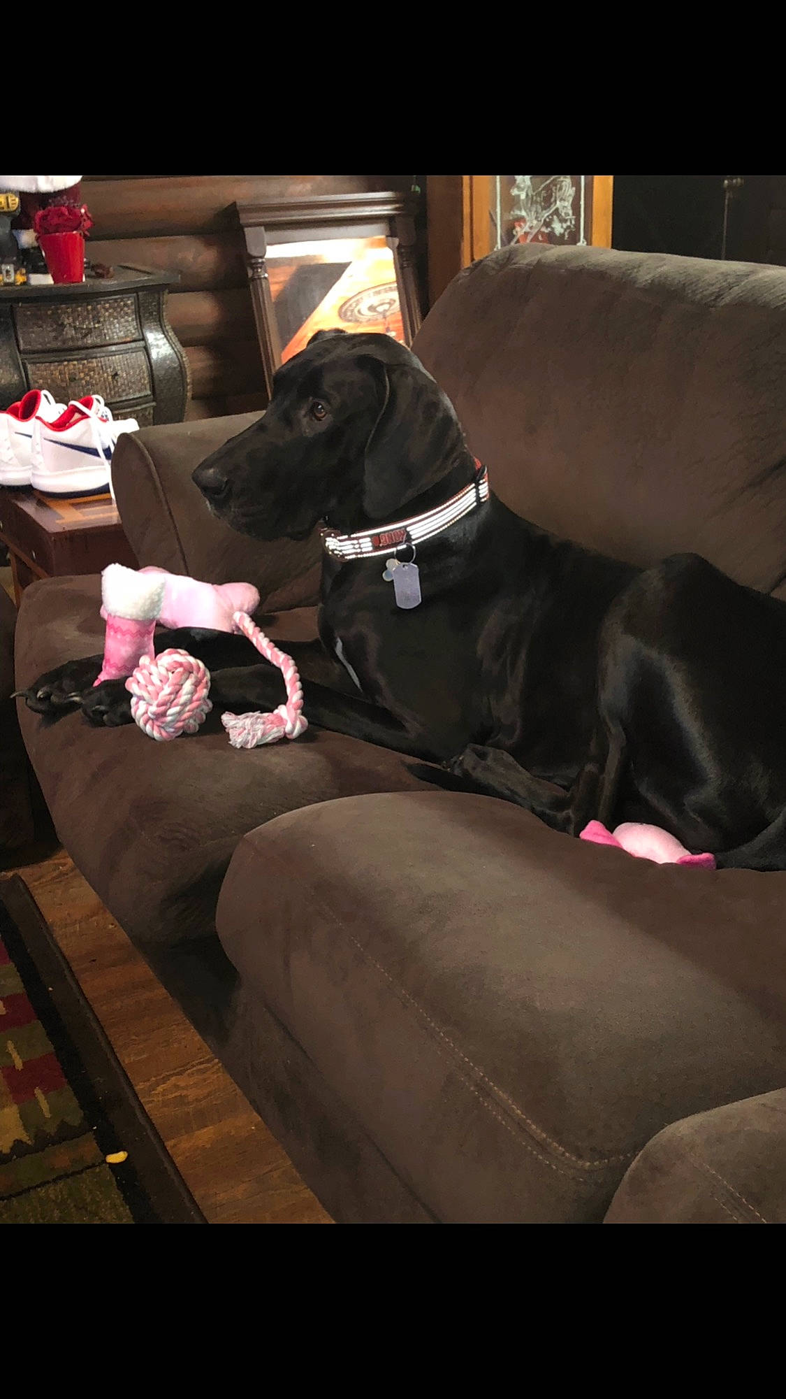 Daisy is registered to the contest to win money with this photo: canidae, carnivore, companion_dog, dog, dog_breed, fawn, great_dane, guard_dog, non_sporting_group, sporting_group