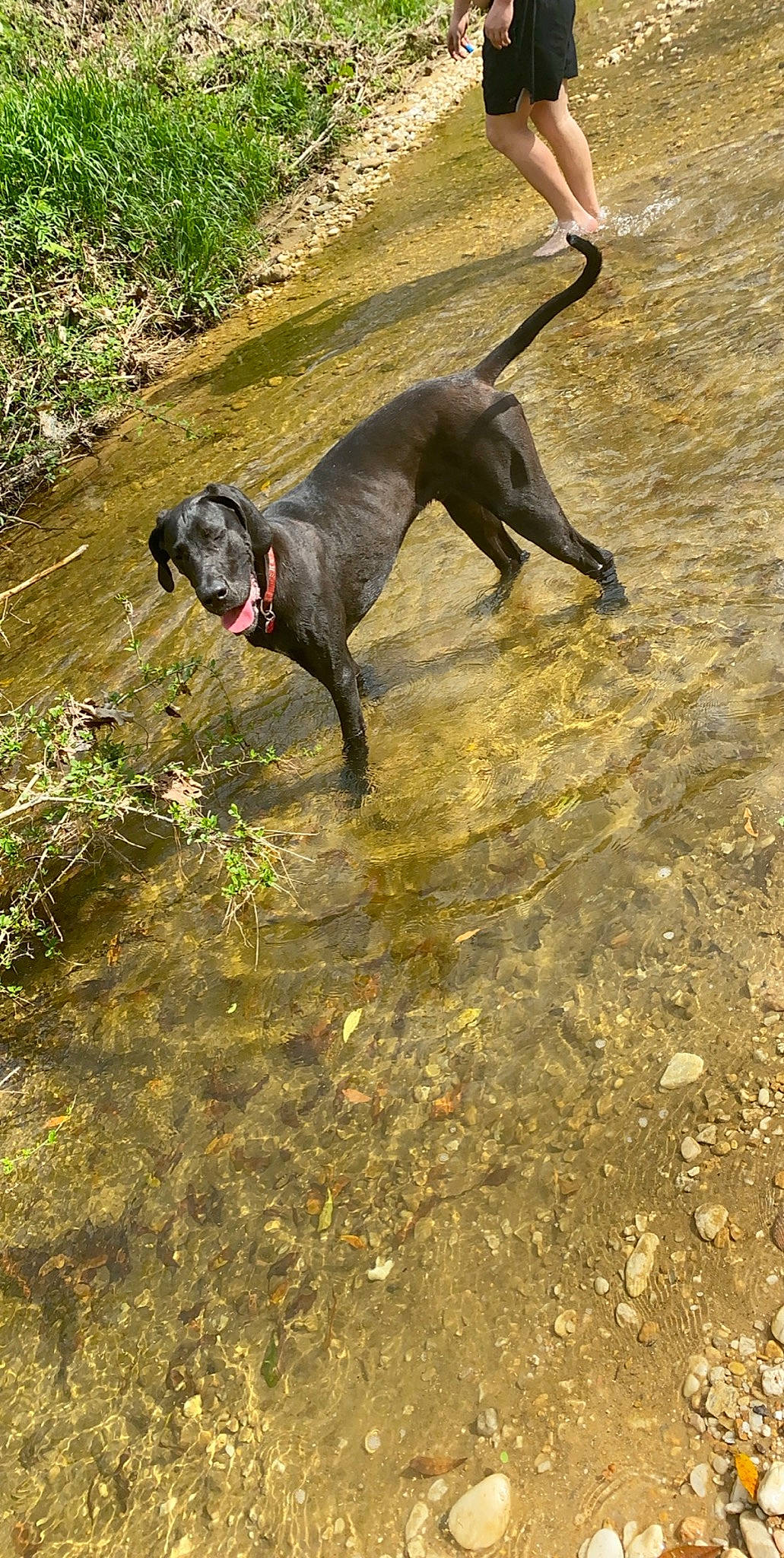 Apollo is registered to the contest to win money with this photo: blue_lacy, canidae, carnivore, dog, dog_breed, fawn, hunting_dog, pointer, sporting_group, vertebrate