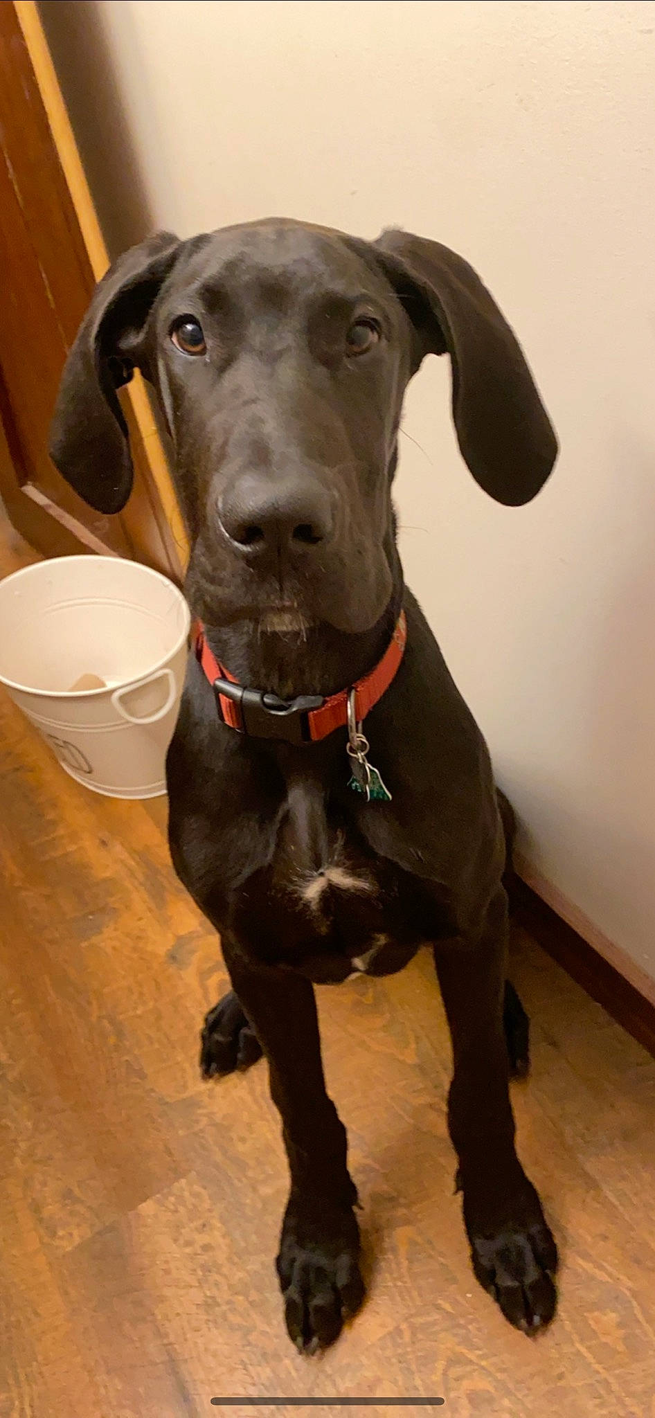 Apollo joined the competition — help win amazing prizes! blue_lacy, canidae, carnivore, dog, dog_breed, dog_collar, ear, fawn, great_dane, guard_dog, mammal, non_sporting_group, rare_breed_dog, snout, sporting_group, vertebrate, weimaraner, working_dog