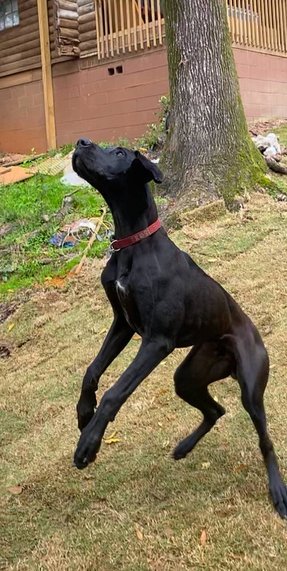 Apollo is registered to the contest to win money with this photo: canidae, carnivore, chippiparai, dog, dog_breed, galgo_espanol, great_dane, greyhound, hortaya_borzaya, hunting_dog, italian_greyhound, magyar_agar, mammal, mudhol_hound, polish_greyhound, rampur_greyhound, sighthound, sporting_group, vertebrate, whippet