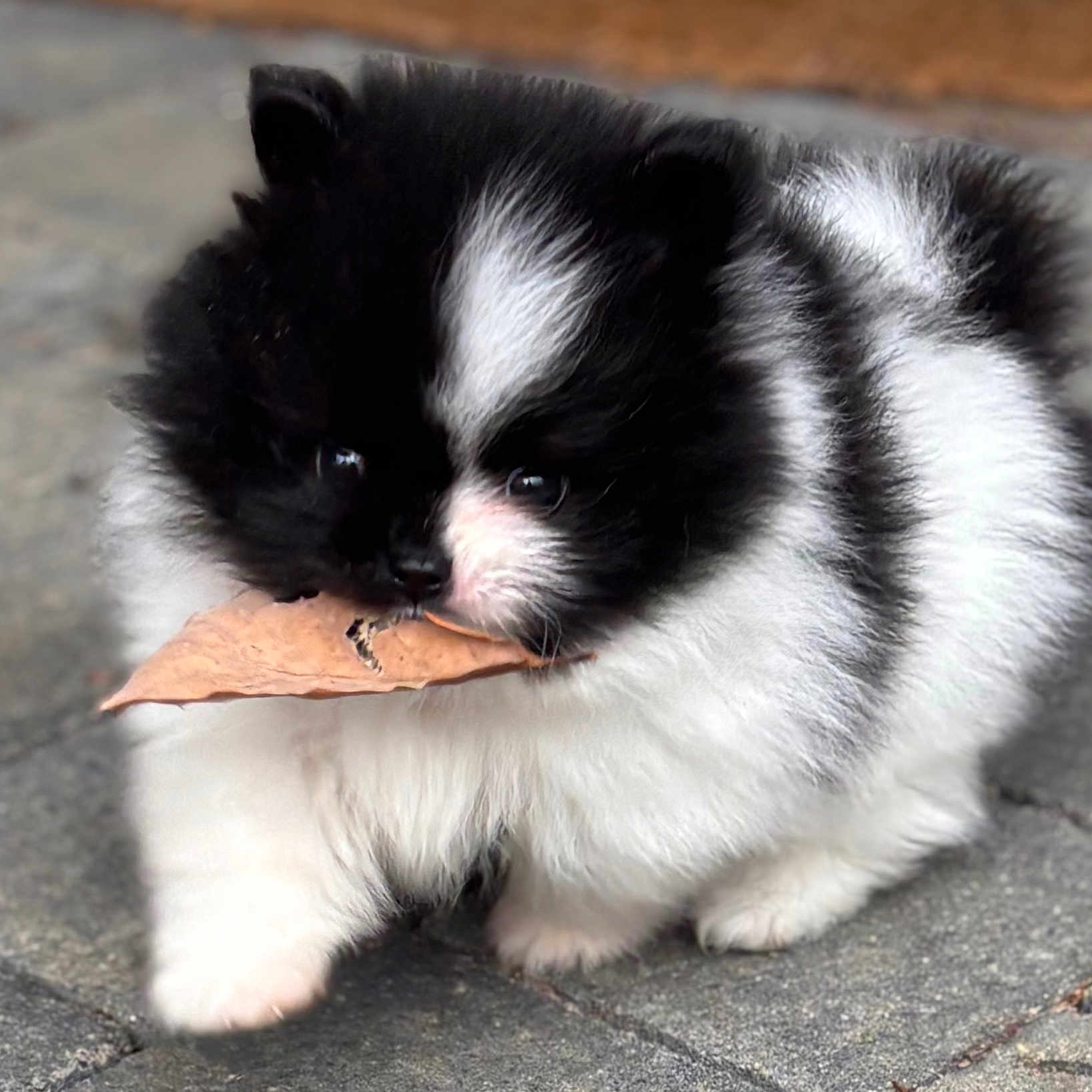 Aïka participe au concours pour gagner de l'argent avec cette photo : adorable, animal, black_and_white, closeup, companion, curious, cute, dog, fluffy, fur, leaf, mammal, nature, outdoor, pavement, pet, puppy, small, walking, young