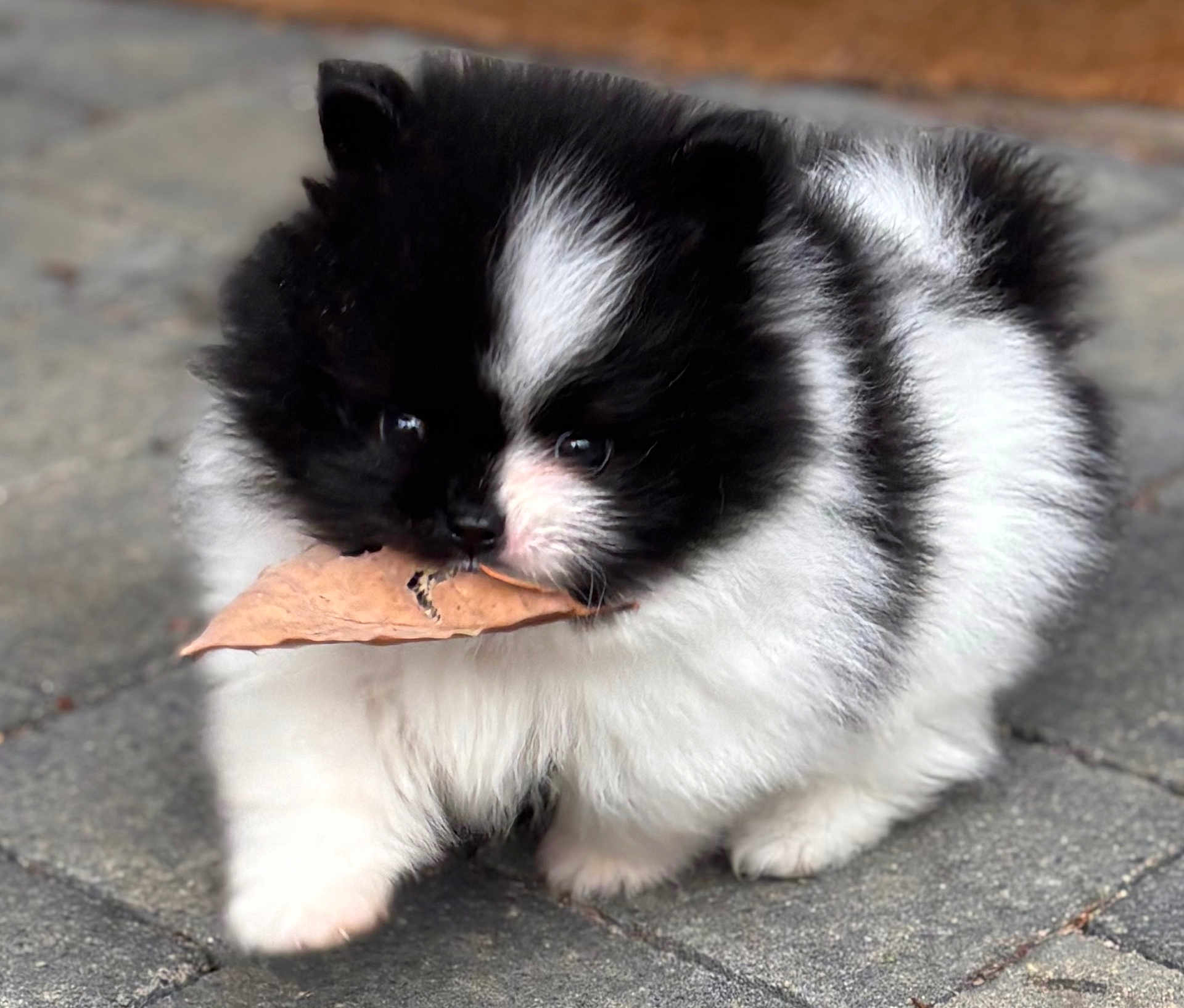 Aïka participe au concours pour gagner de l'argent avec cette photo : puppy, dog, black_and_white, fluffy, leaf, outdoor, pavement, cute, pet, walking, small, young, fur, animal, nature, adorable, curious, closeup, mammal, companion