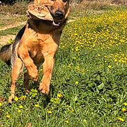Vicking participe au concours pour gagner de l'argent avec cette photo : dog, german_shepherd, wood, field, grass, yellow_flowers, outdoor, nature, sunlight, running, playful, animal, pet, mammal, happy, summer, daytime, canine, flora, greenery