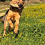 dog, german_shepherd, wood, field, grass, yellow_flowers, outdoor, nature, sunlight, running, playful, animal, pet, mammal, happy, summer, daytime, canine, flora, greenery