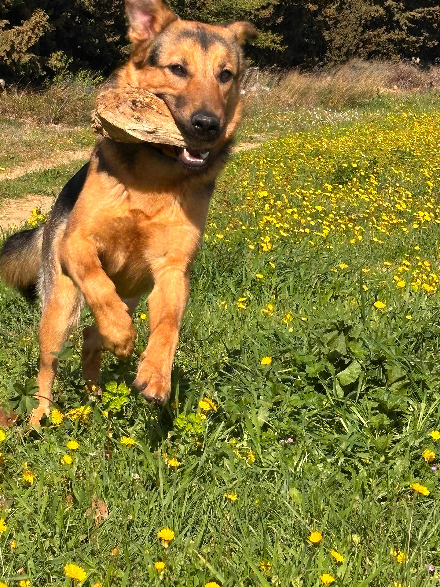 Vicking participe au concours pour gagner de l'argent avec cette photo : dog, german_shepherd, wood, field, grass, yellow_flowers, outdoor, nature, sunlight, running, playful, animal, pet, mammal, happy, summer, daytime, canine, flora, greenery