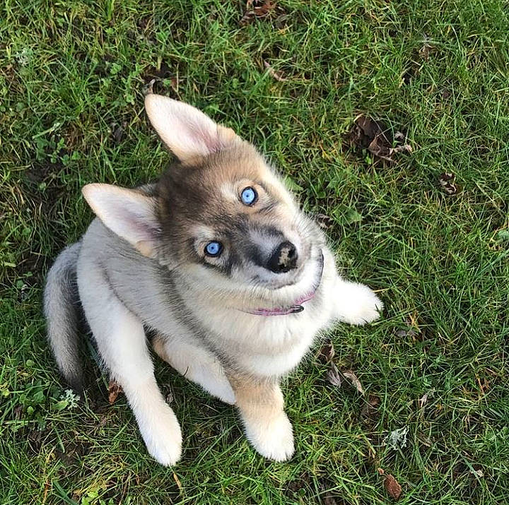 Eywa a rejoint le concours — aidez-le/la à gagner de superbes lots ! canidae, carnivore, companion_dog, dog, dog_breed, eye, fawn, fur, grass, non_sporting_group, plant, snout, sporting_group, tail, terrestrial_animal, working_animal, working_dog