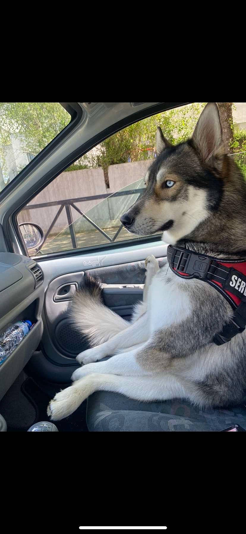 Eywa a rejoint le concours — aidez-le/la à gagner de superbes lots ! automotive_design, automotive_mirror, car, carnivore, collar, companion_dog, dog, dog_breed, hood, motor_vehicle, personal_luxury_car, sled_dog, snout, steering_part, steering_wheel, vehicle, vehicle_door, windscreen_wiper, windshield, working_animal