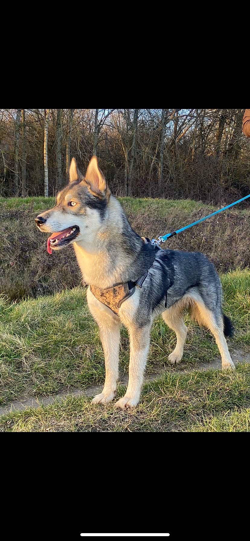 Eywa a rejoint le concours — aidez-le/la à gagner de superbes lots ! ancient_dog_breeds, canidae, carnivore, collar, companion_dog, dog, dog_breed, dog_supply, foot, grass, herding_dog, pet_supply, plant, sporting_group, tail, tree, working_animal, working_dog