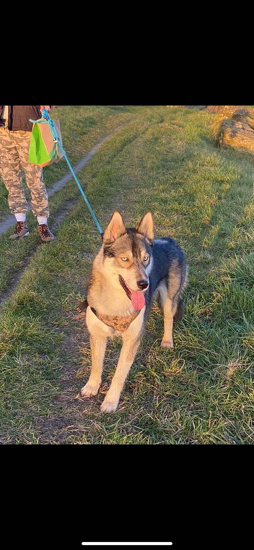 Eywa participe au concours pour gagner de l'argent avec cette photo : animal_training, canidae, carnivore, companion_dog, dog, dog_breed, dog_supply, fashion_accessory, foot, grass, herding_dog, lawn, leash, pet_supply, plant, shadow, sporting_group, tail, working_animal, working_dog