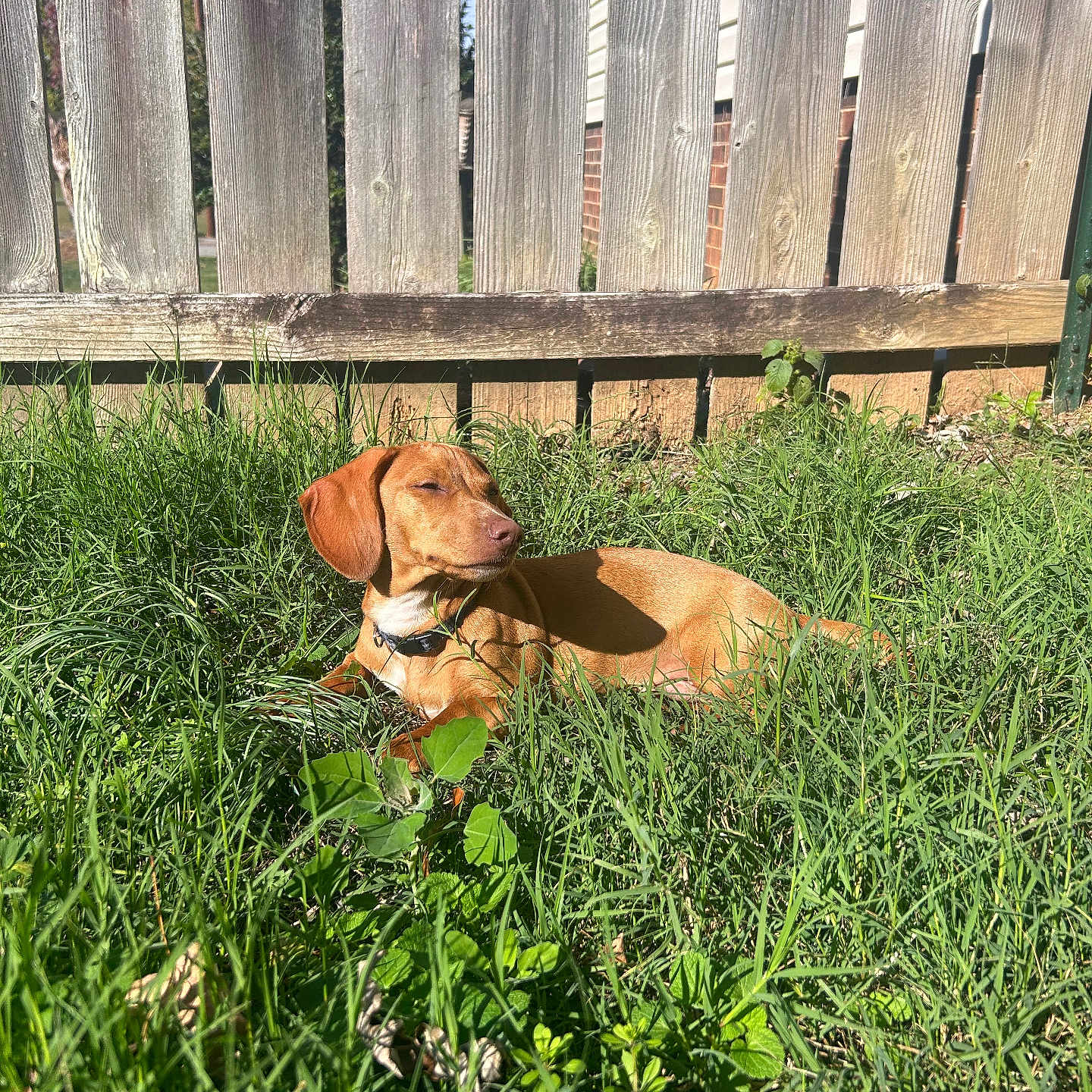 Duke is registered to the contest to win money with this photo: animal, brown_dog, canine, collar, daytime, dog, fence, grass, greenery, house, leisure, mammal, nature, outdoor, pet, relaxing, sunlight, sunny_day, wooden_fence, yard