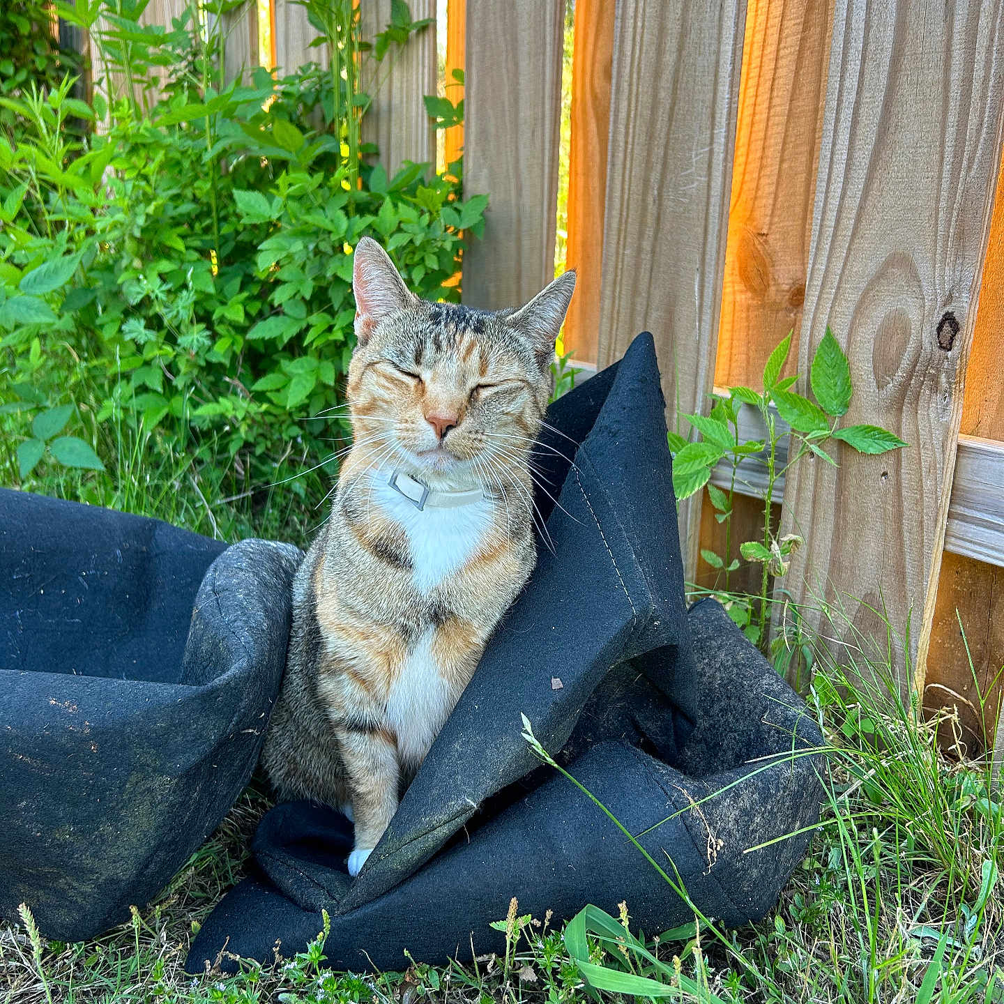 Carmen is registered to the contest to win money with this photo: animal, backyard, cat, clothing, grass, herbal, herbs, jar, nature, outdoors, pants, pet, plant, planter, pottedplant, pottery, soil, vase, wood, yard