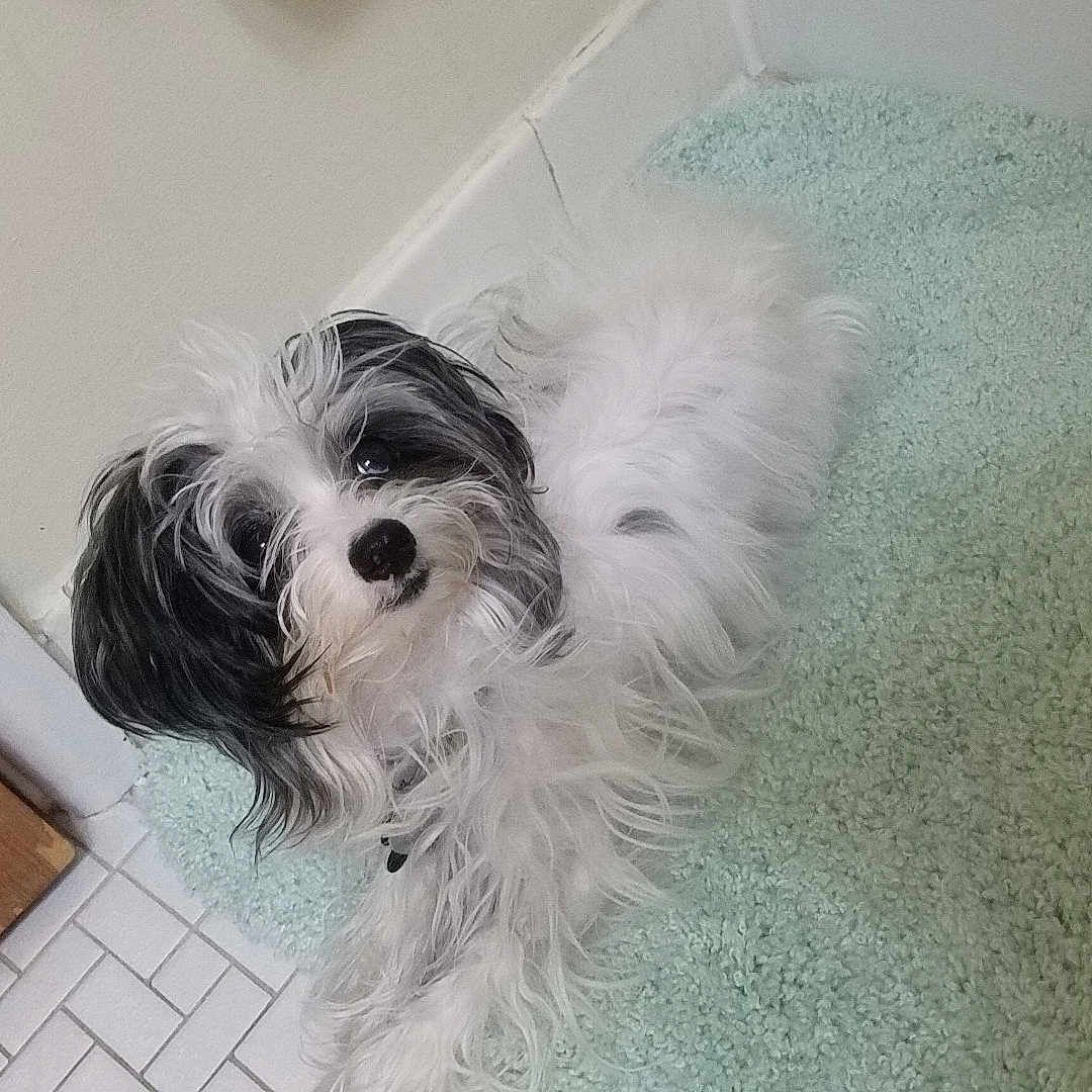Kirara is registered to the contest to win money with this photo: affenpinscher, animal, canine, cockerspaniel, dog, door, hardwood, hound, indoors, mat, papillon, person, pet, poodle, puppy, sleeping, terrier, tile, whitedog, wood