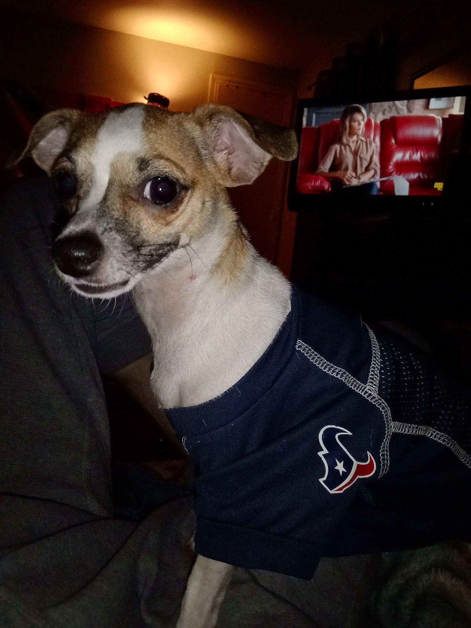 Dixie Mae is registered to the contest to win money with this photo: canidae, carnivore, collar, companion_dog, dog, dog_breed, dog_collar, dog_supply, eyewear, fawn, pet_supply, sleeve, snout, sunglasses, t_shirt, television, toy_dog, vision_care, whiskers, working_animal