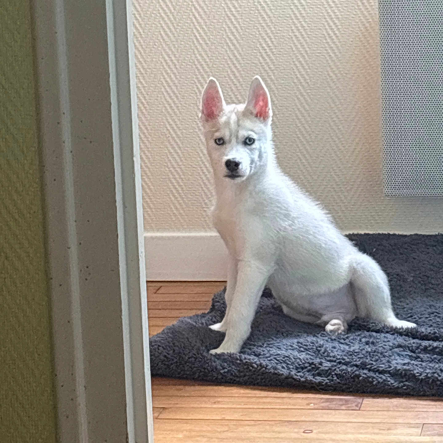 Alpha