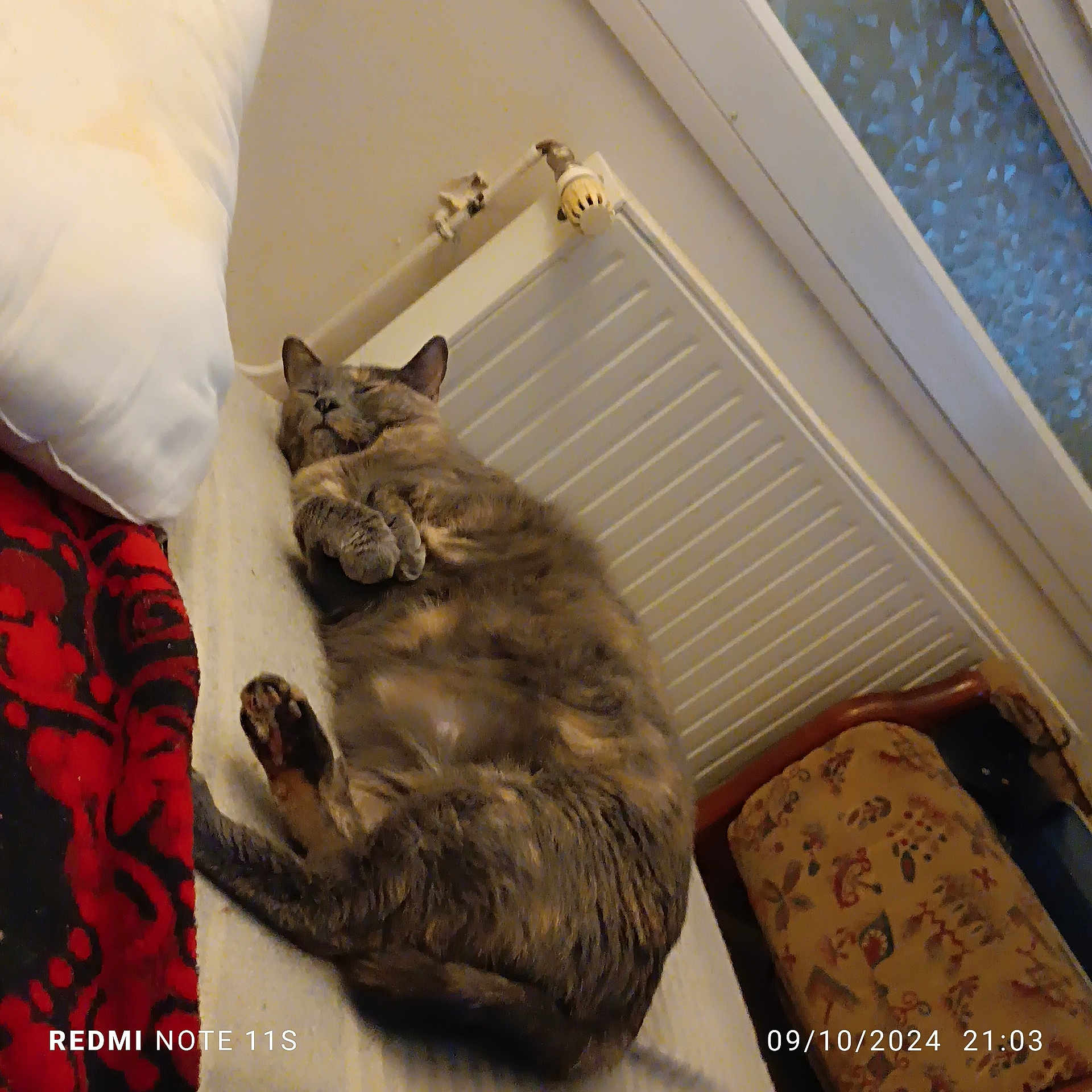 Perle Tigris Orquide a rejoint le concours — aidez-le/la à gagner de superbes lots ! abyssinian, animal, architecture, bed, building, cat, chair, couch, cushion, furniture, hardwood, homedecor, indoors, interiordesign, kitten, livingroom, manx, pet, room, wood