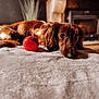 dog, pet, toy, red_ball, blanket, indoor, cozy, brown_fur, long_hair, fireplace, home, relaxed, soft_texture, animal, looking, floor, furniture, houseplant, resting, close_up