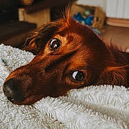Poopi a rejoint le concours — aidez-le/la à gagner de superbes lots ! dog, pet, close_up, brown, fur, blanket, indoor, cozy, animal, canine, lying_down, face, nose, eyes, soft_texture, relaxed, cute, domestic, companion, portrait