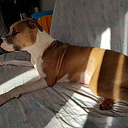 Oana a rejoint le concours — aidez-le/la à gagner de superbes lots ! american_bulldog, american_pit_bull_terrier, american_staffordshire_terrier, bulldog, carnivoran, dog, dog_breed, dog_breed_group, dog_like_mammal, fawn, non_sporting_group, pit_bull