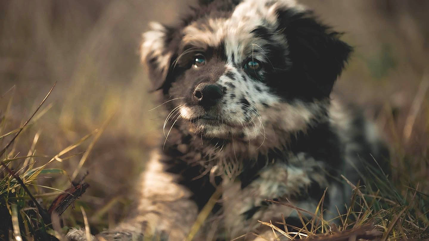 Sitka a rejoint le concours — aidez-le/la à gagner de superbes lots ! canidae, carnivore, companion_dog, dog, dog_breed, fawn, fur, grass, liver, maltepoo, puppy, small_terrier, snout, soil, sporting_group, terrestrial_animal, terrier, toy_dog, whiskers, working_animal