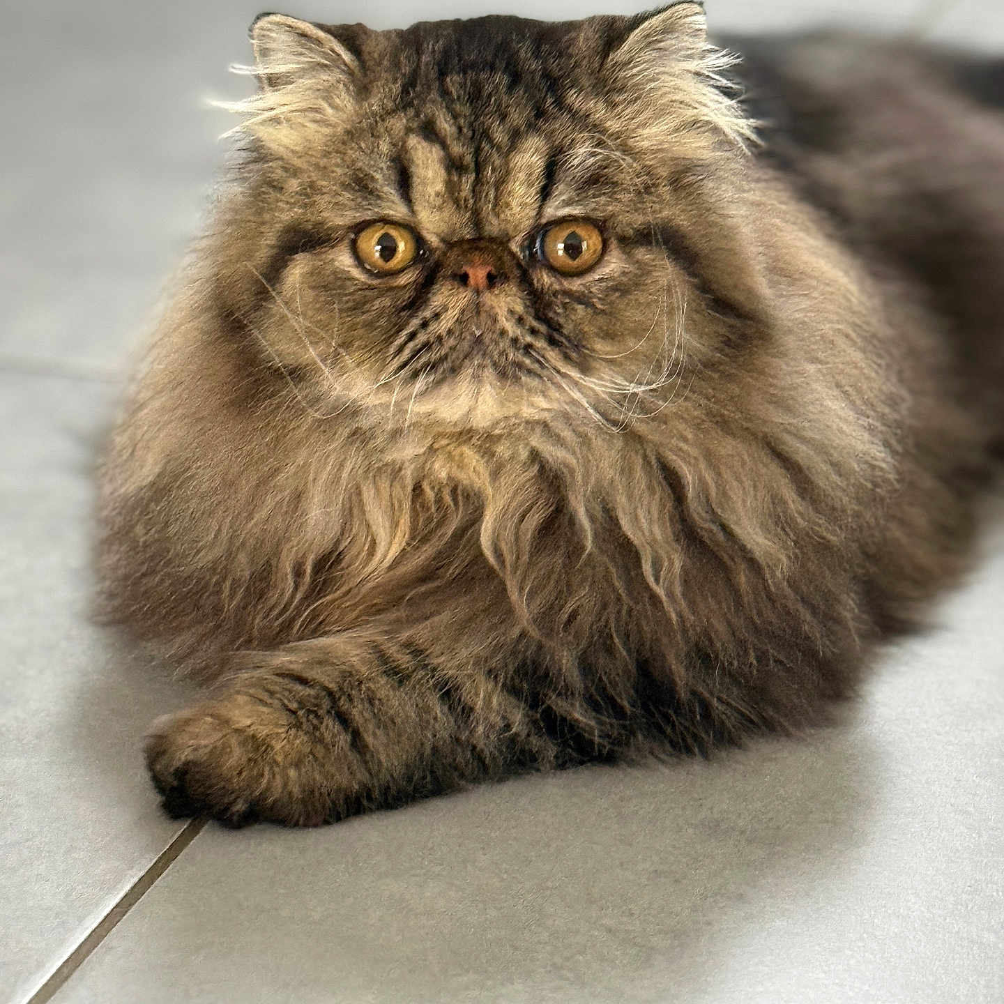 Shu Shu participe au concours pour gagner de l'argent avec cette photo : cat, persian_cat, fluffy, feline, pet, animal, indoor, fur, whiskers, golden_eyes, laying_down, floor, tile, closeup, cute, domestic_animal, mammal, portrait, relaxed, eyes