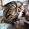 cat, fluffy, sleeping, tongue_out, pet, indoor, bedspread, patterned, close_up, feline, whiskers, relaxed, cute, tabby, fur, animal, resting, cozy, soft, home