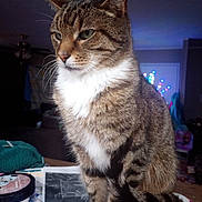 Jacob is registered to the contest to win money with this photo: animal, background_lights, cat, close_up, clutter, domestic_animal, domestic_cat, ears, fur, furniture, household, indoor, living_room, papers, pet, tabby, table, tail, whiskers, white_chest