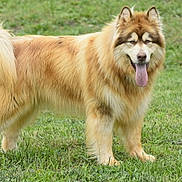 Clyde is registered to the contest to win money with this photo: animal, bodypart, canine, chow, collie, dog, eskimodog, grass, husky, lawn, lion, mouth, person, pet, plant, puppy, tongue, whitedog