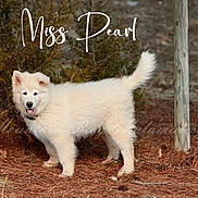 Pearl joined the competition — help win amazing prizes! animal, arcticfox, canine, dog, eskimodog, fox, husky, pet, puppy, whitedog, wolf