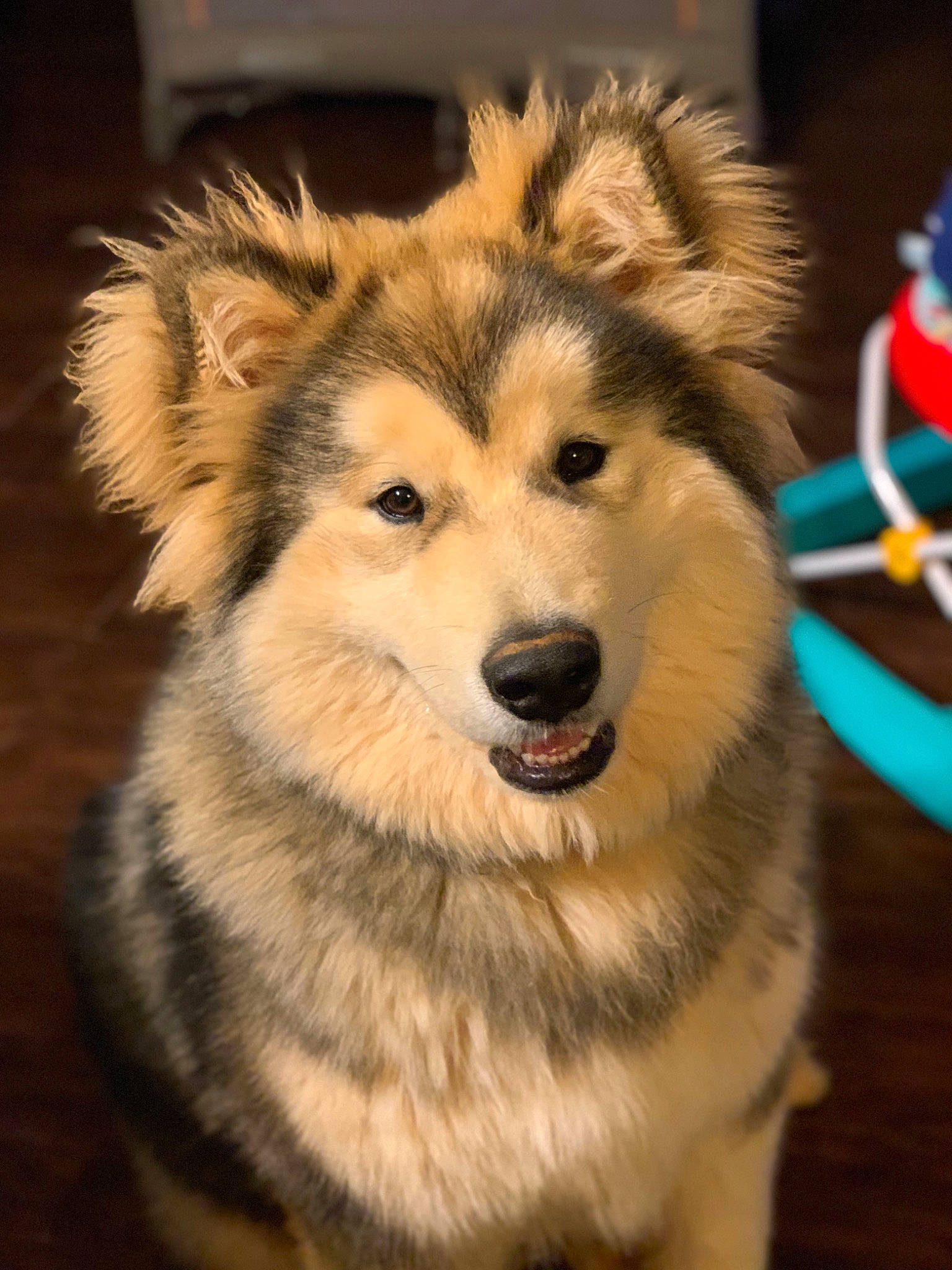 Tikkanni joined the competition — help win amazing prizes! alaskan_malamute, canadian_eskimo_dog, canidae, carnivore, dog, dog_breed, greenland_dog, mammal, native_american_indian_dog, northern_inuit_dog, nose, sakhalin_husky, seppala_siberian_sleddog, siberian_husky, sled_dog, snout, tamaskan_dog, vertebrate, wolfdog, working_dog