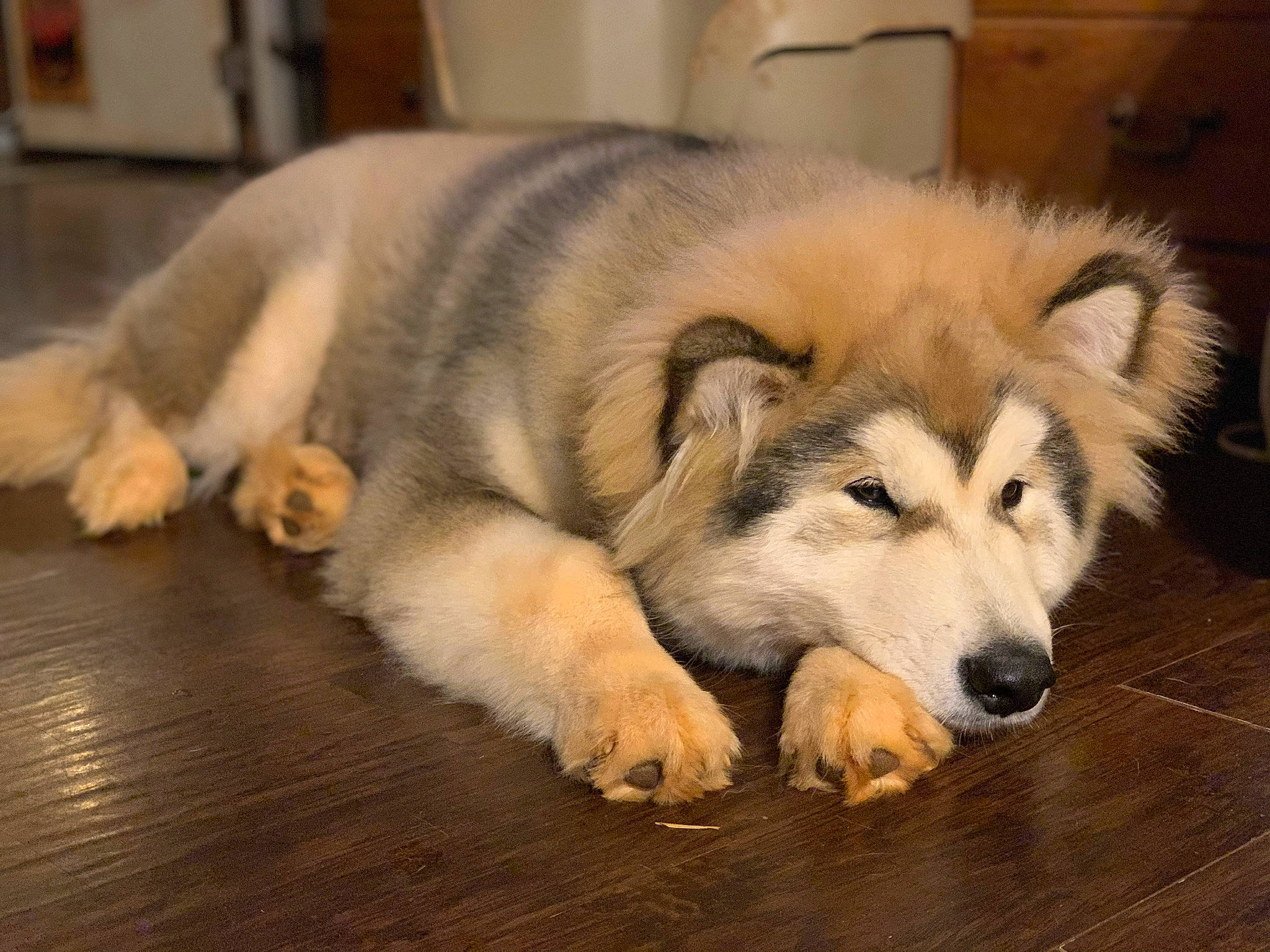 Tikkanni is registered to the contest to win money with this photo: alaskan_malamute, ancient_dog_breeds, canadian_eskimo_dog, canidae, carnivore, czechoslovakian_wolfdog, dog, dog_breed, greenland_dog, mammal, native_american_indian_dog, northern_inuit_dog, rare_breed_dog, sakhalin_husky, seppala_siberian_sleddog, siberian_husky, snout, vertebrate, west_siberian_laika, wolfdog