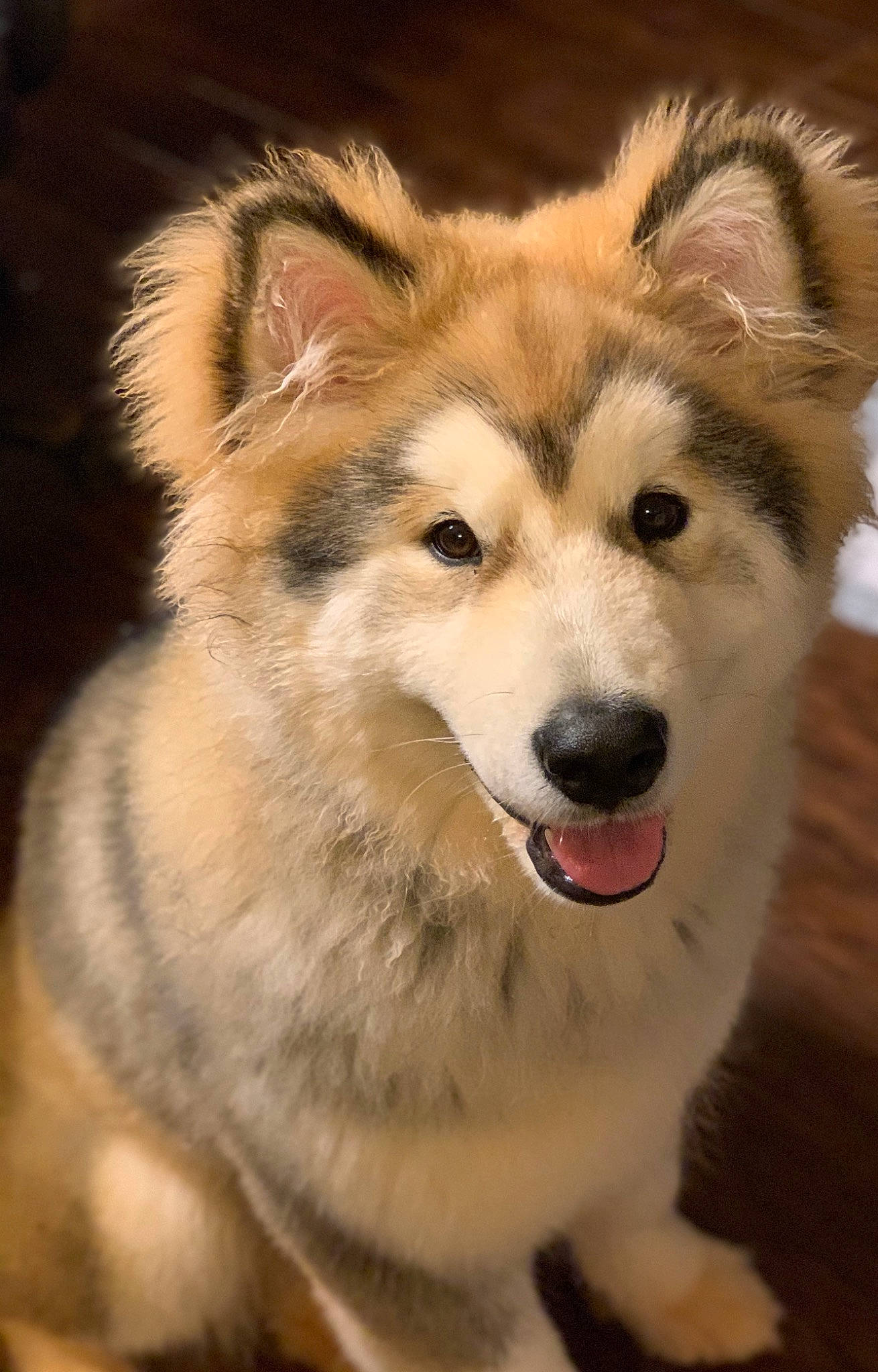 Tikkanni is registered to the contest to win money with this photo: alaskan_malamute, canadian_eskimo_dog, canidae, carnivore, czechoslovakian_wolfdog, dog, dog_breed, east_siberian_laika, greenland_dog, mammal, native_american_indian_dog, nose, saarloos_wolfdog, sakhalin_husky, siberian_husky, snout, tamaskan_dog, vertebrate, west_siberian_laika, wolfdog