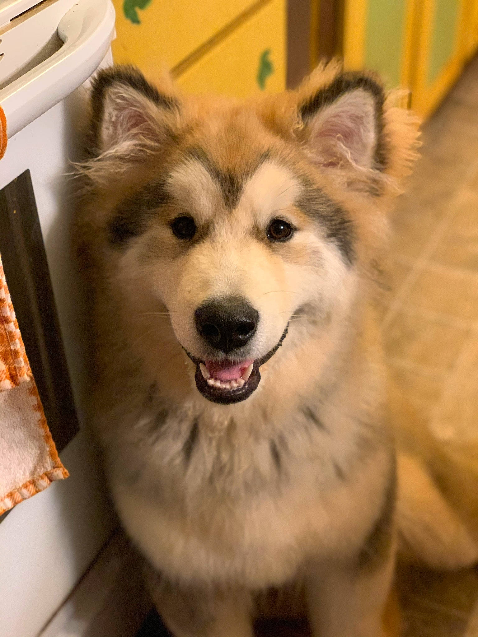 Tikkanni is registered to the contest to win money with this photo: alaskan_malamute, ancient_dog_breeds, canadian_eskimo_dog, canidae, carnivore, dog, dog_breed, greenland_dog, mammal, native_american_indian_dog, rare_breed_dog, sakhalin_husky, siberian_husky, sled_dog, snout, tamaskan_dog, vertebrate, west_siberian_laika, wolfdog, working_dog