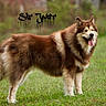 dog, canine, fluffy, long_hair, brown_fur, white_fur, standing, outdoors, grass, field, nature, woodland, portrait, side_profile, open_mouth, panting, tongue, pointed_ears, large_dog, text_overlay
