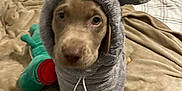 Skuggi is registered to the contest to win money with this photo: animal, bed, blanket, brown_dog, costume, cozy, curtain, cute, dog, ears, furniture, hoodie, indoor, looking_up, pet, plush_toy, puppy, sitting, sleeping_area, soft_texture
