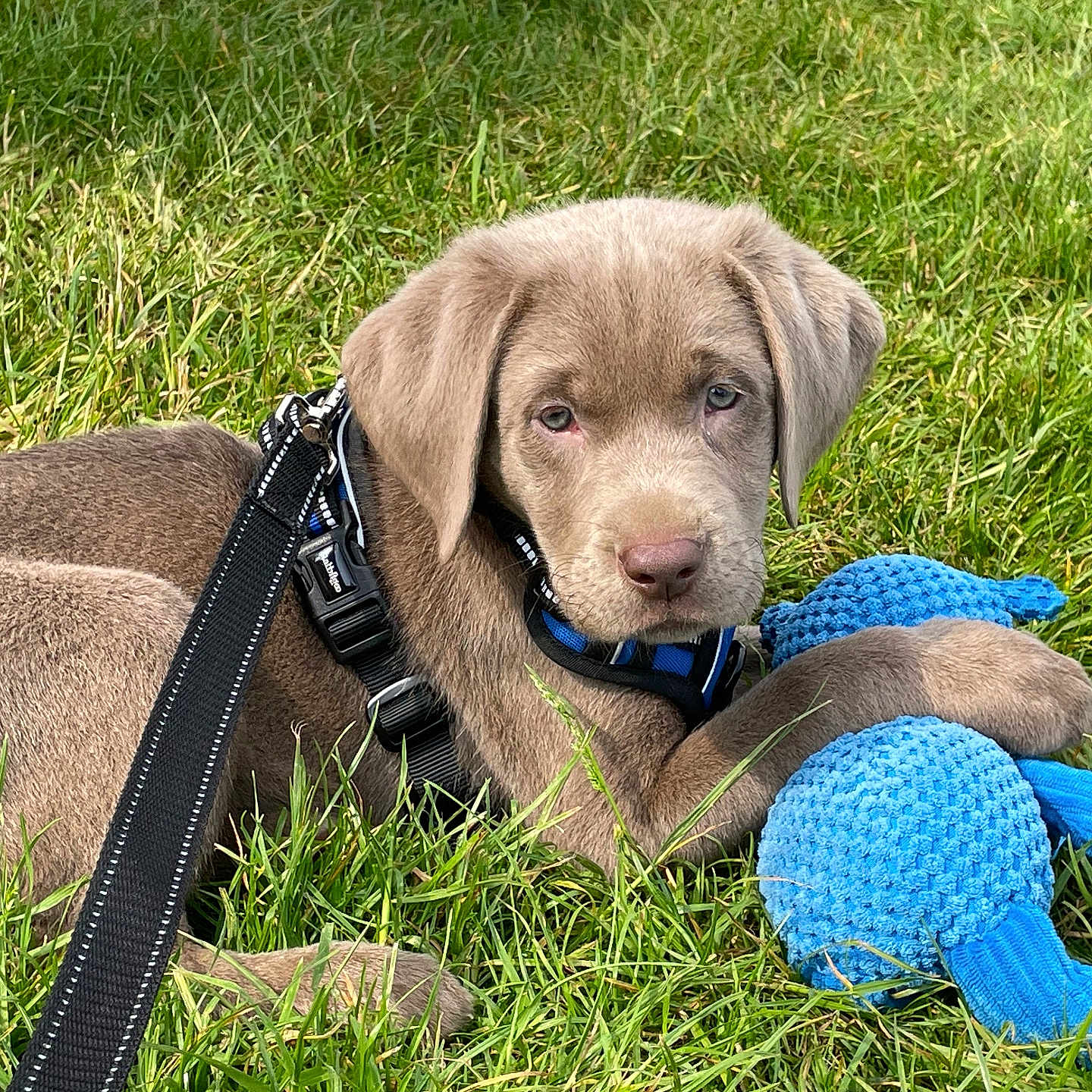 Skuggi joined the competition — help win amazing prizes! animal, blue_toy, canine, cute, dog, fluffy, grass, harness, leash, looking, nature, outdoor, paw, pet, playful, puppy, resting, summer, toy, young_dog