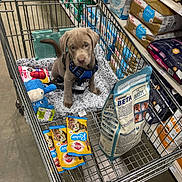 Skuggi is registered to the contest to win money with this photo: animal, blanket, curious, cute, dog_food, dog_treats, floor, harness, indoor, leash, metal, packaging, pet_store, pet_supplies, puppy, shelf, shopping, shopping_cart, toy, young_dog
