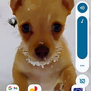 Mojo is registered to the contest to win money with this photo: puppy, dog, snow, close_up, cute, pet, animal, outdoor, young, small, ears, face, nose, whiskers, winter, app_icons, mobile_screen, blur, background, curious