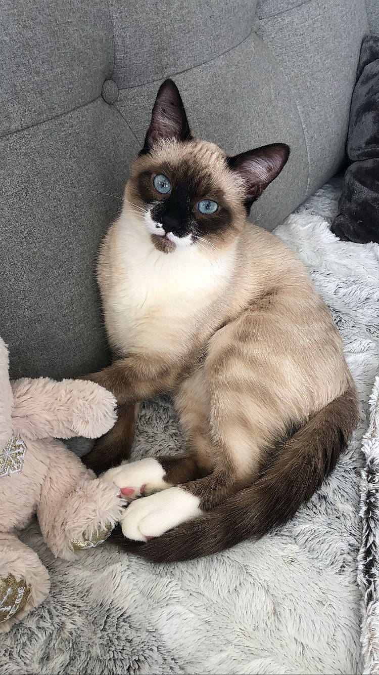 Minouche participe au concours pour gagner de l'argent avec cette photo : birman, carnivore, cat, comfort, eye, fawn, felidae, fur, head, iris, paw, siamese, small_to_medium_sized_cats, snout, tail, terrestrial_animal, thai, whiskers, wildlife, window