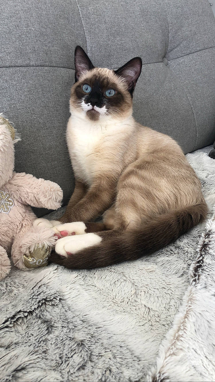 Minouche a rejoint le concours — aidez-le/la à gagner de superbes lots ! birman, carnivore, cat, claw, comfort, domestic_short_haired_cat, fawn, felidae, foot, fur, human_leg, linens, paw, siamese, sitting, small_to_medium_sized_cats, snout, tail, thai, whiskers