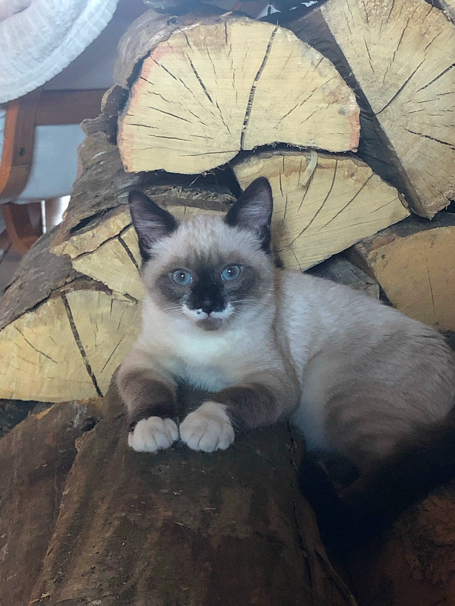 Minouche participe au concours pour gagner de l'argent avec cette photo : balinese, birman, carnivore, cat, domestic_short_haired_cat, fawn, felidae, fur, head, iris, siamese, small_to_medium_sized_cats, snout, symmetry, tail, terrestrial_animal, thai, tonkinese, tree, whiskers