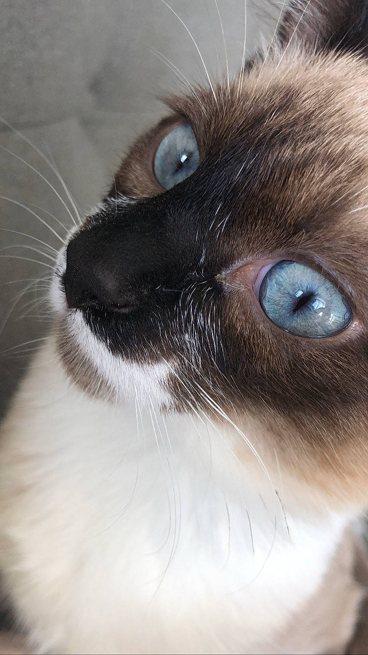Minouche participe au concours pour gagner de l'argent avec cette photo : balinese, birman, carnivore, cat, eye, eyelash, felidae, fur, iris, siamese, small_to_medium_sized_cats, snout, terrestrial_animal, whiskers