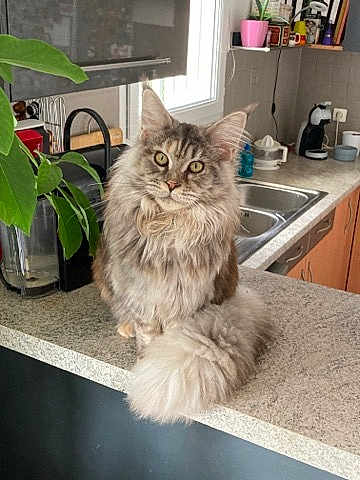 Taïga