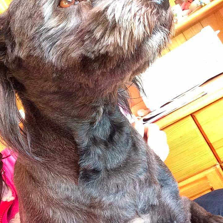 Fripouille participe au concours pour gagner de l'argent avec cette photo : animal, black_dog, brown_eyes, canine, close_up, companion, cozy, cute, dog, domestic_animal, fluffy, fur, household, indoor, looking_away, pet, portrait, sitting, snout, wooden_furniture