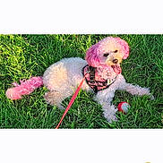 Princess Lillith is registered to the contest to win money with this photo: dog, pink_dye, grass, leash, harness, ball, pet, outdoor, sunlight, animal, canine, playing, happy, fur, tongue_out, resting, summer, nature, cute, companion